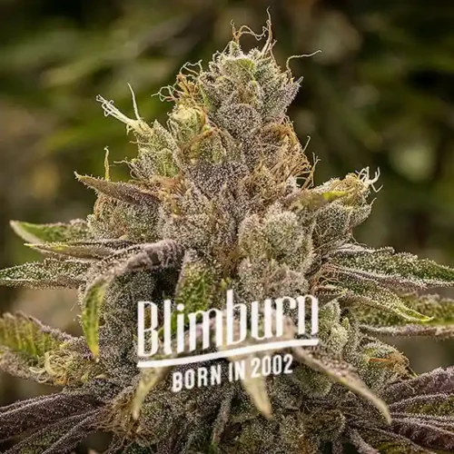 Blimburn Seeds Cannabis Seeds Permanens Marker Nőiesített 100 db