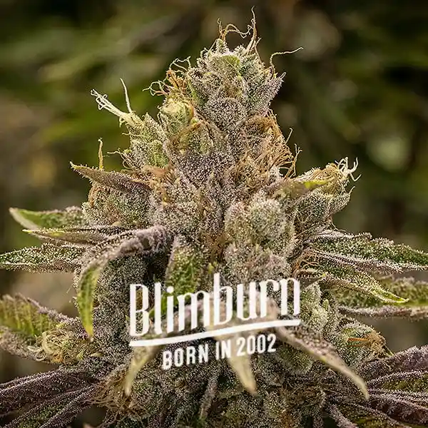 Blimburn Seeds Cannabis Seeds Permanens Marker Nőiesített 100 db