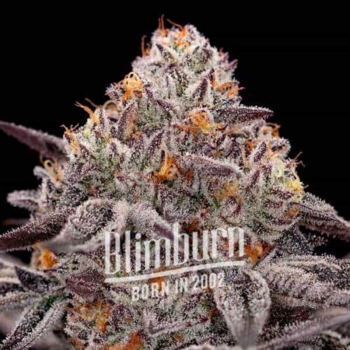 Blimburn Seeds Cannabis Seeds Reeze McFlurry elnőiesedve 100 db