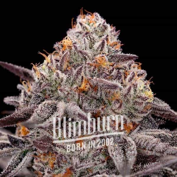 Blimburn Seeds Cannabis Seeds Reeze McFlurry elnőiesedve 100 db