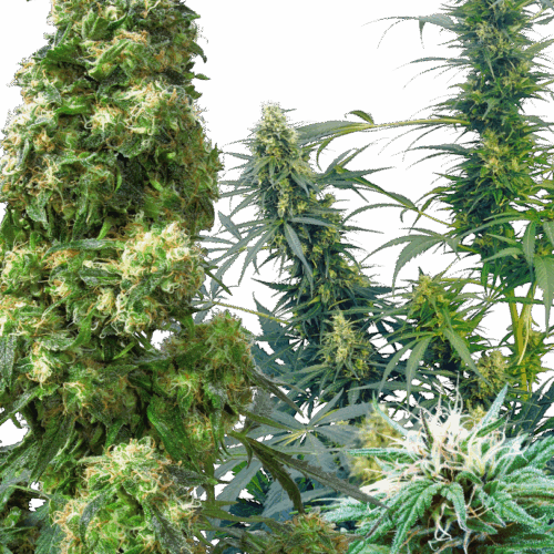 Sensi Seeds Cannabis Seeds Outdoor Mix® Regular