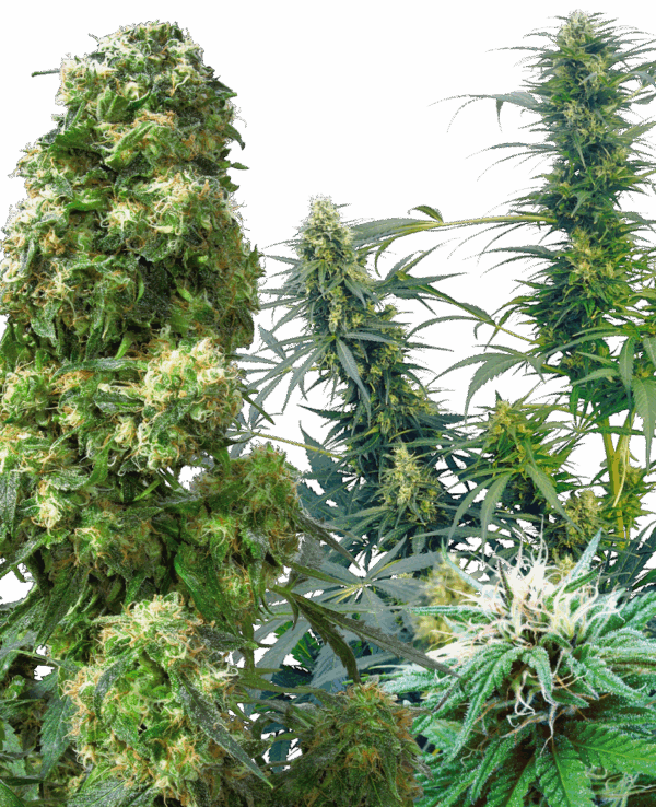 Sensi Seeds Cannabis Seeds Outdoor Mix® Regular