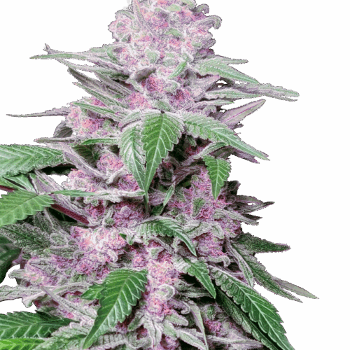 Sensi Seeds Cannabis Seeds Purple Cookie Kush Feminized