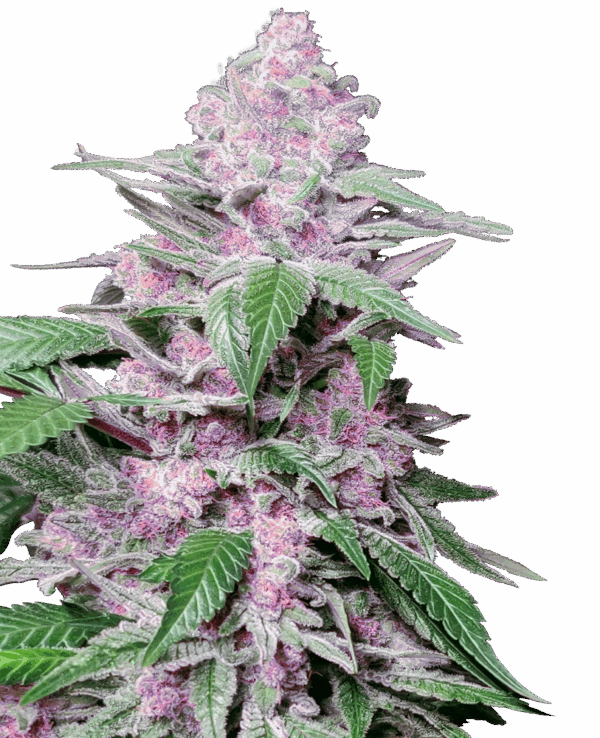 Sensi Seeds Cannabis Seeds Purple Cookie Kush Feminized
