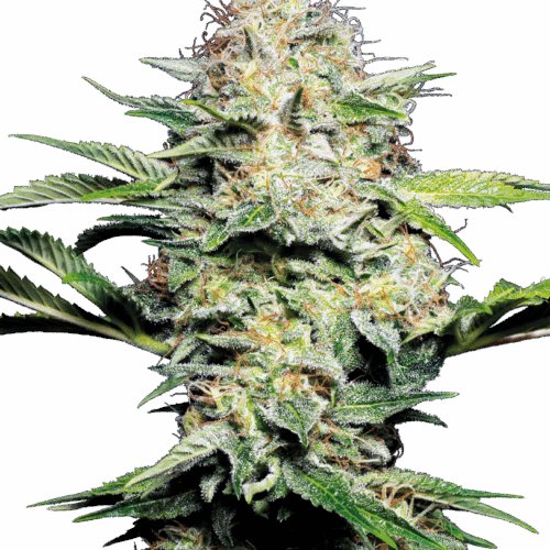 Sensi Seeds Cannabis Seeds Sensi Skunk Automatic® Feminized