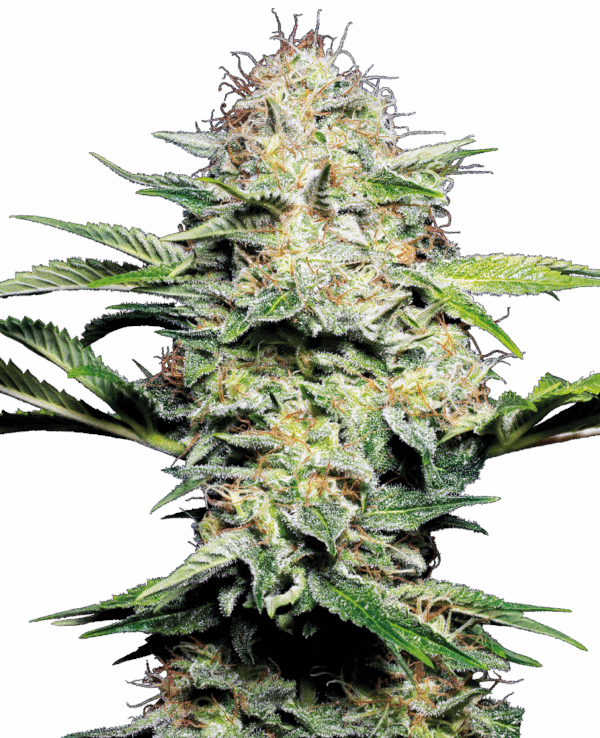 Sensi Seeds Cannabis Seeds Sensi Skunk Automatic® Feminized