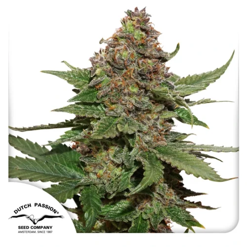 Dutch Passion Cannabis Seeds Strawberry Cough® Feminized 100 db