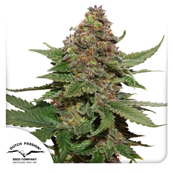 Dutch Passion Cannabis Seeds Strawberry Cough® Feminized 100 db