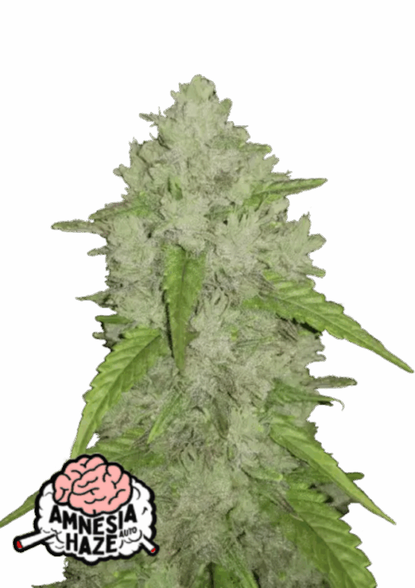 Fast Buds Cannabis Seeds Amnesia Haze Auto 100 db