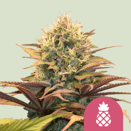 Royal Queen Seeds Cannabis Seeds Pineapple Kush Feminized 25 db