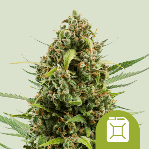 Royal Queen Seeds Cannabis Seeds Diesel Auto 25 db