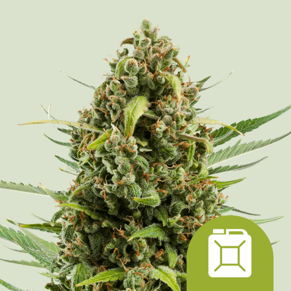 Royal Queen Seeds Cannabis Seeds Diesel Auto 25 db