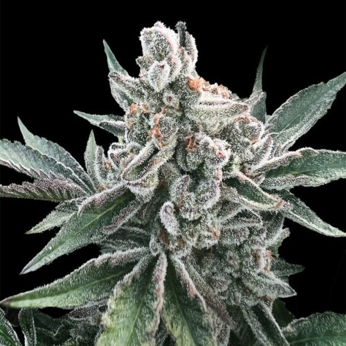 Silent Seeds Cannabis Seeds Polar Gelato Auto – Sherbinskis 10 db