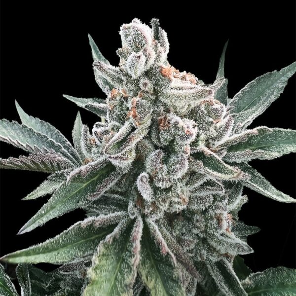 Silent Seeds Cannabis Seeds Polar Gelato Auto – Sherbinskis 10 db