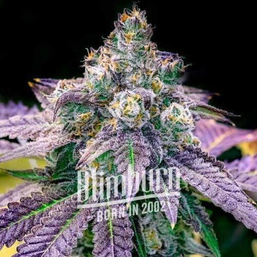 Blimburn Seeds Cannabis Seeds Fruity Pebbles Nőiesített 100 db