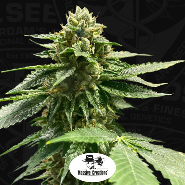 T.H.Seeds™ Cannabis Seeds Melon Vader