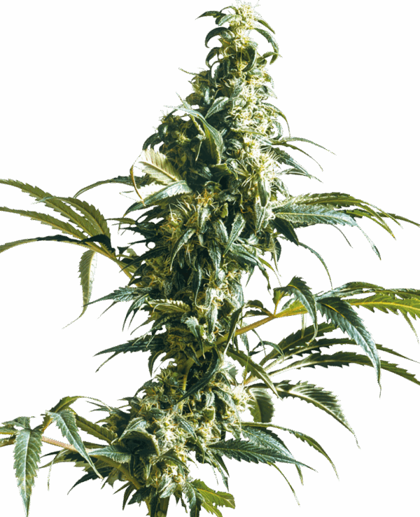 Sensi Seeds Cannabis Seeds Mexican Sativa® Feminized