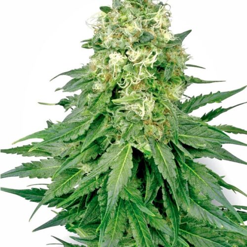 Sensi Seeds Cannabis Seeds White Widow Regular