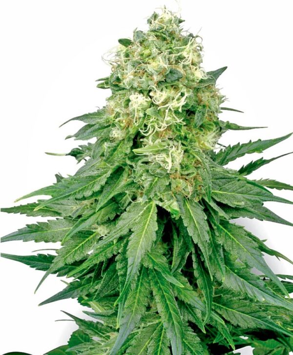 Sensi Seeds Cannabis Seeds White Widow Regular