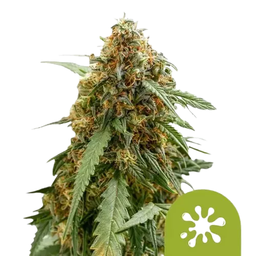 Royal Queen Seeds Kannabiszmagok Sticky Queen Auto 10 db