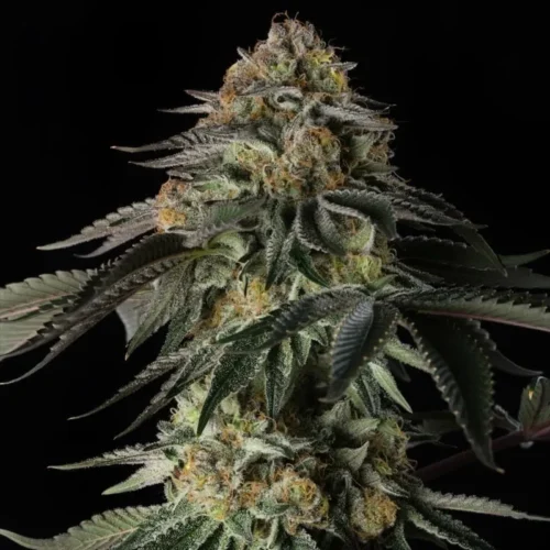 Silent Seeds Cannabis Seeds Rainbow Gas Feminized 10 db