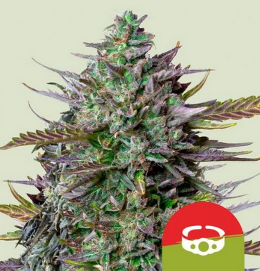 Royal Queen Seeds Cannabis Seeds GOAT'lato Auto 10 db