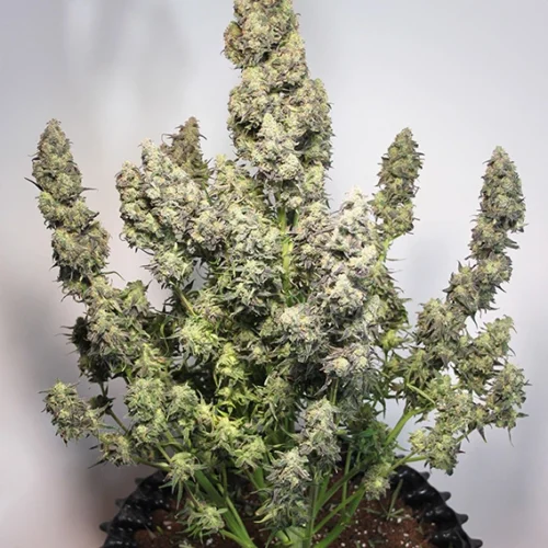 Dutch Passion Cannabis Seeds Auto Colorado Cookies® Autoflowering 100 db