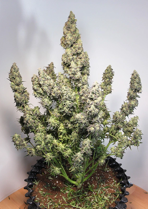 Dutch Passion Cannabis Seeds Auto Colorado Cookies® Autoflowering 100 db