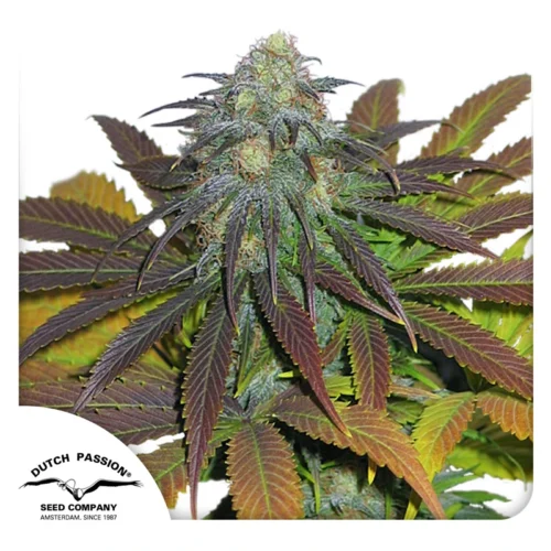 Dutch Passion Cannabis Seeds Californian Orange® Feminized 100 db