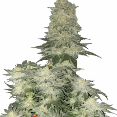 Fast Buds Cannabis Seeds Wedding Cheesecake FF 100 db
