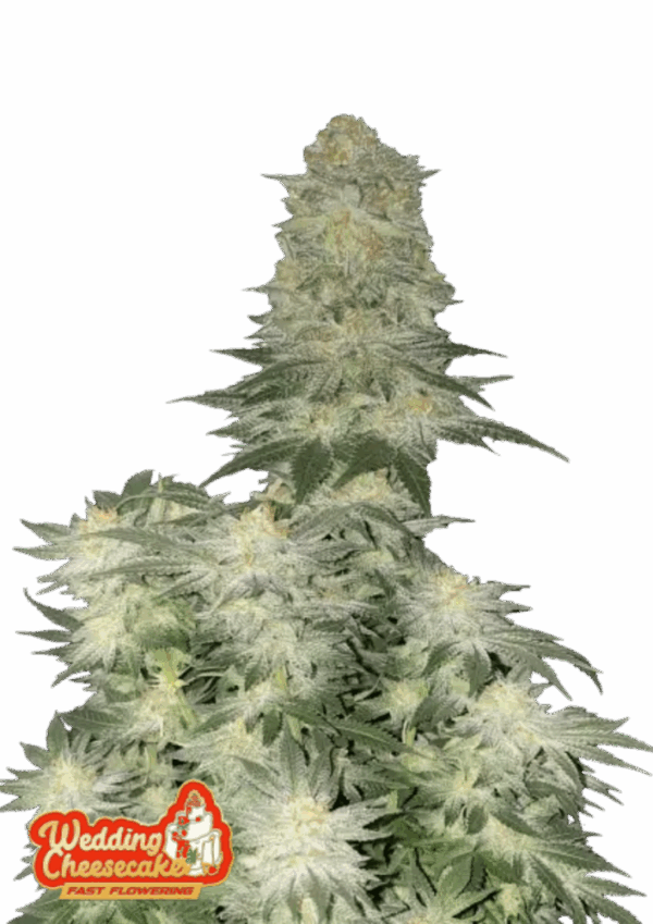 Fast Buds Cannabis Seeds Wedding Cheesecake FF 100 db