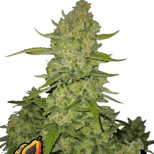 Fast Buds Cannabis Seeds Papaya Cookies Auto 100 db