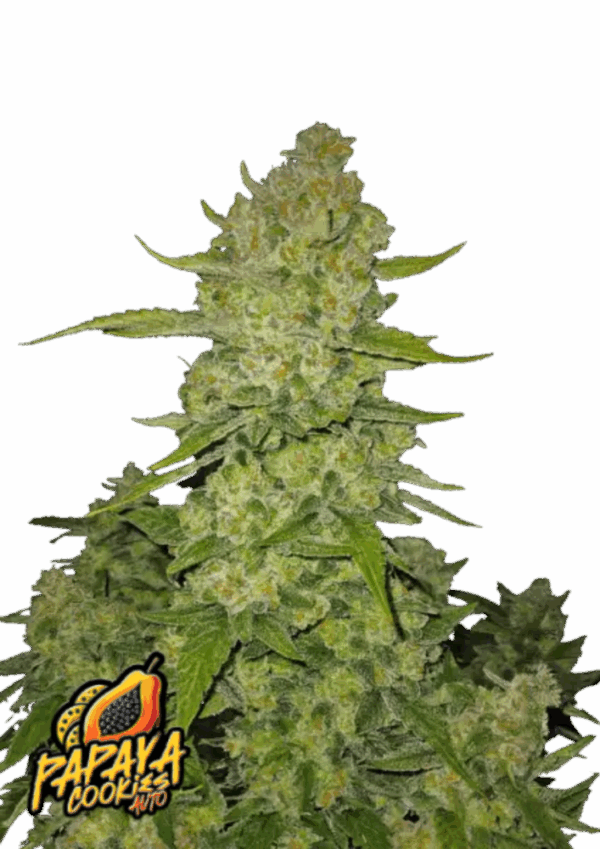 Fast Buds Cannabis Seeds Papaya Cookies Auto 100 db