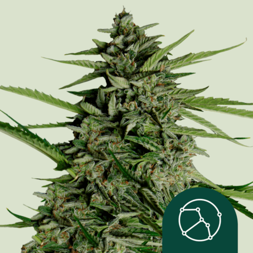 Royal Queen Seeds Cannabis Seeds Orion F1 Auto 25 db