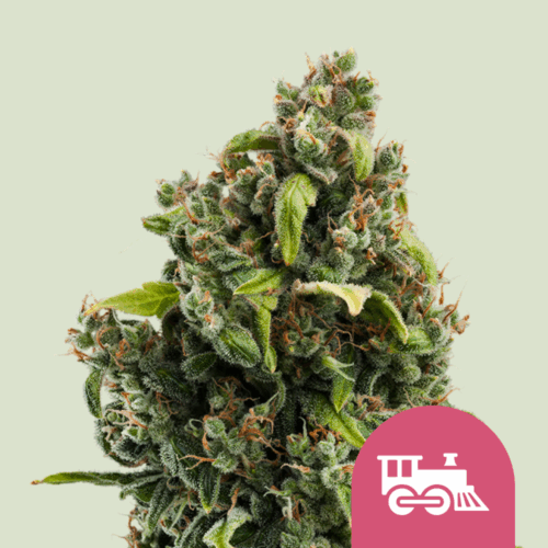 Royal Queen Seeds Cannabis Seeds Candy Kush Express - Gyors Feminizált 25 db