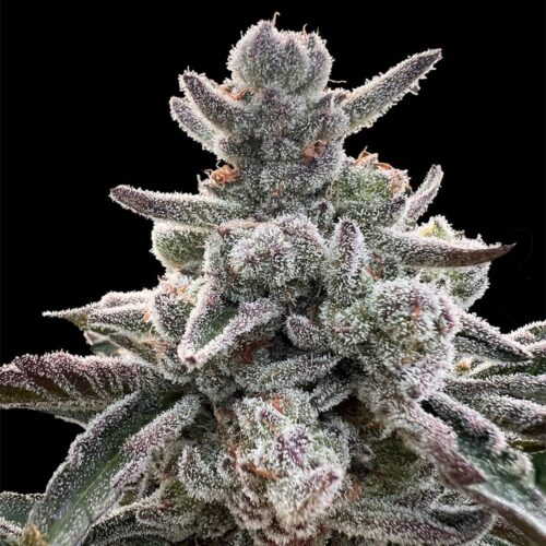 Silent Seeds Cannabis Seeds Polar Gelato Írta: Sherbinskis Feminized 10 db