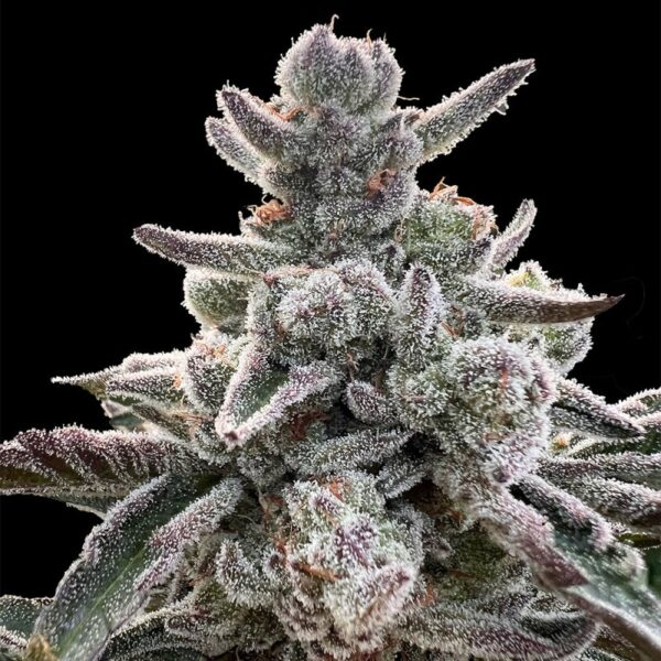 Silent Seeds Cannabis Seeds Polar Gelato Írta: Sherbinskis Feminized 10 db