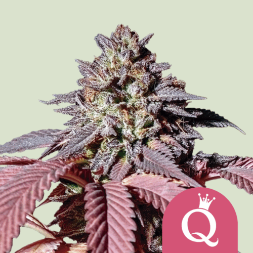 Royal Queen Seeds Cannabis Seeds Purple Queen Feminized 25 db