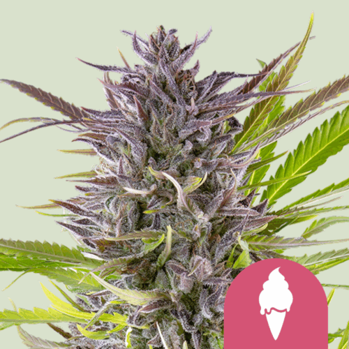 Royal Queen Seeds Cannabis Seeds Green Gelato Feminized 25 db