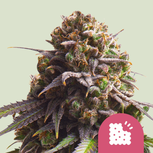 Royal Queen Seeds Cannabis Seeds Biscotti Feminized 25 db