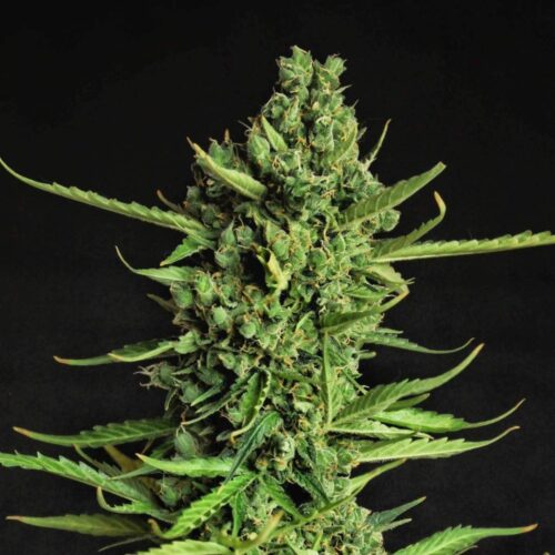 Doctor's Choice Seeds Devotchka Auto Feminized 10 db