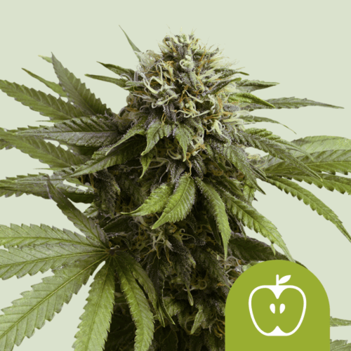 Royal Queen Seeds Cannabis Seeds Apple Fritter Auto 25 db