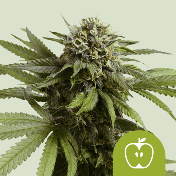 Royal Queen Seeds Cannabis Seeds Apple Fritter Auto 25 db