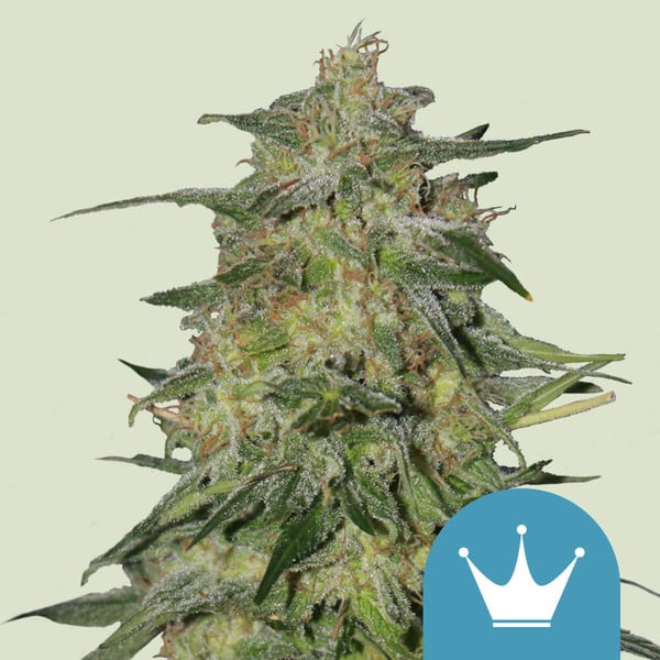 Royal Queen Seeds Cannabis Seeds Royal Highness Feminized (High CBD) 25 db