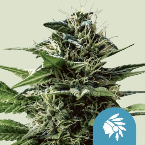 Royal Queen Seeds Cannabis Seeds Tatanka Pure Feminized (High CBD) 25 db