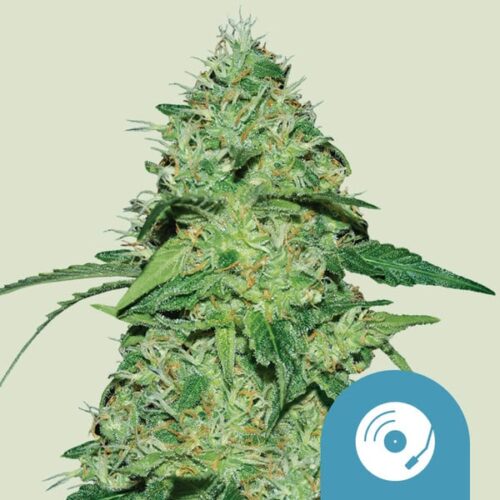 Royal Queen Seeds Cannabis Seeds Joanne's CBD Feminized (High CBD) 25 db