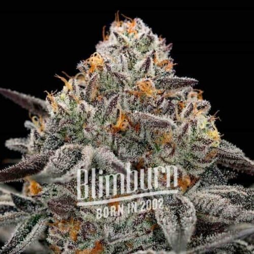 Blimburn Seeds Cannabis Seeds Oreoz Feminized 100 db