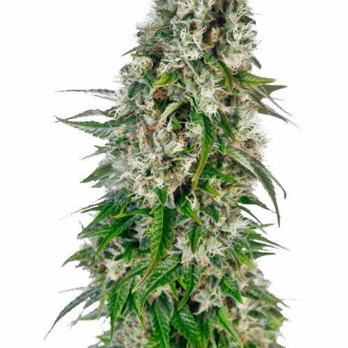 Sensi Seeds Cannabis Seeds Big Bud Automatic® Feminized