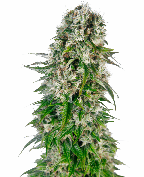 Sensi Seeds Cannabis Seeds Big Bud Automatic® Feminized