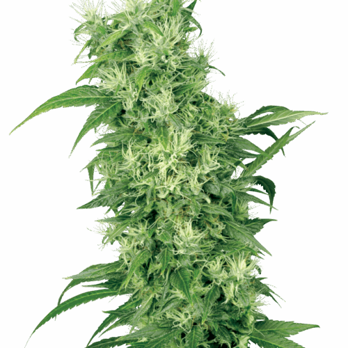 Sensi Seeds Cannabis Seeds Female Mix Feminized by White Label
